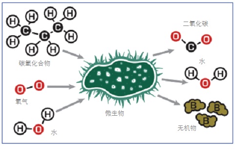 生物降解过程